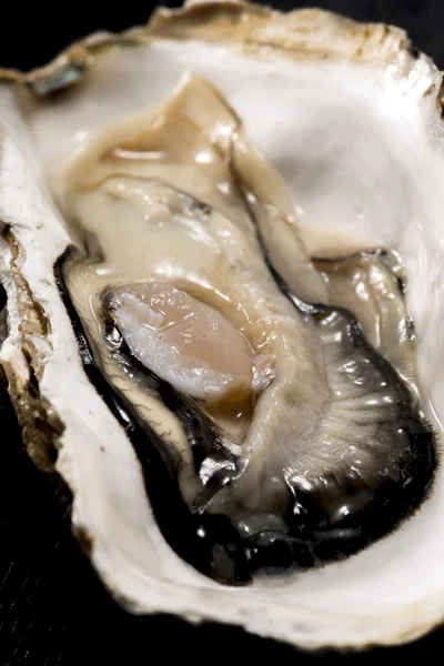 Oyster Shell Marisco — Fotografia de Stock